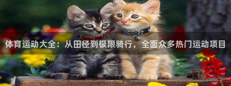 尊龙官方正版app科技：体育运动大全：从田径到极限骑